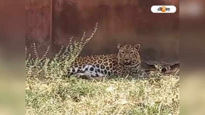 Bardhaman Zoological Park-এ এল নতুন সদস্য, বইছে খুশির হাওয়া