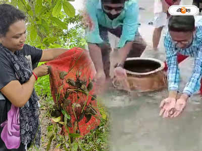 Jalpaiguri News: হারাতে বসেছে স্থানীয় মাছ! জলঢাকা নদীতে ছাড়া হল ১৫ কেজি চারা পোনা