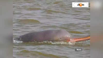 Dolphin: কাটোয়ার ভাগিরথীতে ভাসল ডলফিনের দেহ