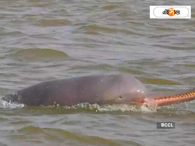 Dolphin: কাটোয়ার ভাগিরথীতে ভাসল ডলফিনের দেহ