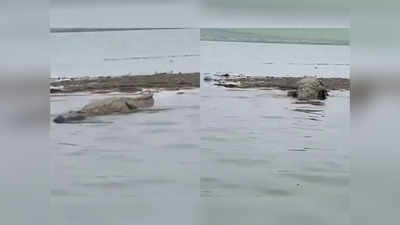 Ghaziabad Crocodile: गाजियाबाद में यमुना में नजर आया मगरमच्छ, खादर के गांवों में फैली दहशत