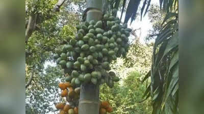 ದೋಟಿ ಸಬ್ಸಿಡಿಗಿಲ್ಲ ಅನುದಾನ; ನೆಲದಿಂದಲೇ ಅಡಕೆ ಕೊನೆ ಕೊಯ್ಯಲು, ಮದ್ದು ಸಿಂಪಡಿಸಲು ದೋಟಿಗೆ ಬೇಡಿಕೆ!