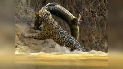 Jaguar Hunting Crocodile : నీటిలోనూ జాగ్వార్‌ దే పైచేయి.. వైరల్ వీడియో