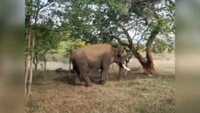 கோவை எல்லையில் உடல் நலக்குறைவால் தவித்த காட்டு யானை.. ட்ரோன் மூலம் வனத்துறை தேடல்.. கும்கி கலீம் களமிறக்கம்..