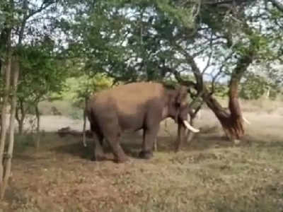 கோவை எல்லையில் உடல் நலக்குறைவால் தவித்த காட்டு யானை.. ட்ரோன் மூலம் வனத்துறை தேடல்.. கும்கி கலீம் களமிறக்கம்..