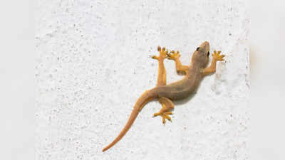 How to get rid of lizards: ఈ టిప్స్‌ ఫాలో అయితే.. బల్లులు ఇంటి నుంచి పారిపోతాయ్..