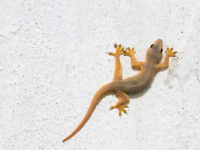 How to get rid of lizards: ఈ టిప్స్‌ ఫాలో అయితే.. బల్లులు ఇంటి నుంచి పారిపోతాయ్..