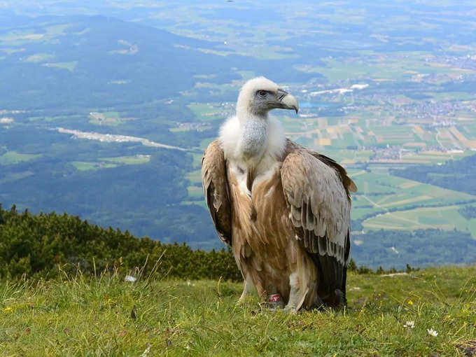 ​ರಣಹದ್ದು