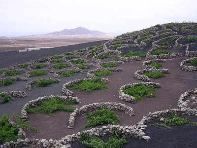 volcanic vineyards : ലാവ അവശിഷ്ടങ്ങള്‍ക്കിടയില്‍ അത്ഭുതങ്ങള്‍ സൃഷ്ടിച്ച മുന്തിരിവള്ളികള്‍, ലോകത്തിലെ ഏറ്റവും മികച്ച വൈന്‍ നുകരാന്‍ വരൂ!