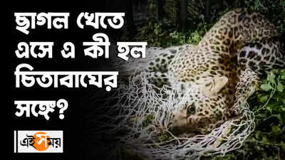 ছাগল খেতে এসে এ কী হল চিতাবাঘের সঙ্গে?