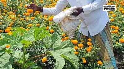 கேரளா:சரிந்து போன பூ வியாபாரம்; மீண்டும் செழிக்கும் என குமரி மாவட்ட பூ விவசாயிகள் நம்பிக்கை..