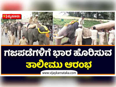 ವಿಶ್ವವಿಖ್ಯಾತ ಮೈಸೂರು ದಸರಾಗೆ ಸಿದ್ಧತೆ ಜೋರು: ಗಜಪಡೆಗೆ ಭಾರ ಹೊರಿಸುವ ತಾಲೀಮು ಶುರು