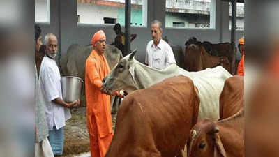 Shri Krishna Janmashtami: यूपी के 6200 गौशालाओं में भी जन्माष्टमी की धूम, जानिए क्यों योगी सरकार ने लिया ये फैसला
