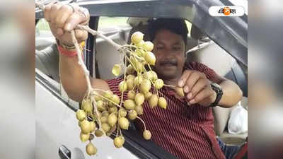 Durgapur News: এই গাছে ভর্তি দুর্গাপুর শিল্পাঞ্চল, গুণ জানলে অবাক হবেন