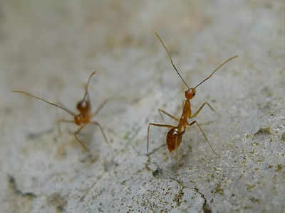 Yellow Crazy Ants: ಹಳದಿ ಹುಚ್ಚು ಇರುವೆಗಳ ದಾಳಿಗೆ ಗ್ರಾಮಗಳು ಕಂಗಾಲು: ಜಾನುವಾರುಗಳು ಕುರುಡು, ಊರು ತೊರೆದ ಜನ