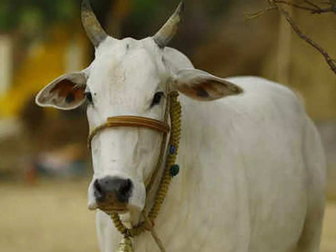 ಅರಣ್ಯಾಧಿಕಾರಿಗಳಿಗೂ ತಲೆನೋವು