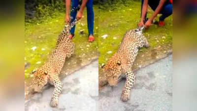 Leopard video : చిరుతను హింసించిన జనం .. జైల్లో పెట్టాలంటూ నెటిజన్లు ఫైర్