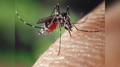 World Mosquito Day 2022: ಇಂದು ವಿಶ್ವ ಸೊಳ್ಳೆ ದಿನ.. ರೋಮ್‌ ಸಾಮ್ರಾಜ್ಯದ ಪತನಕ್ಕೆ ಕಾರಣ ಸೊಳ್ಳೆ.. ಸೊಳ್ಳೆಯಿಂದ ಹುಷಾರ್