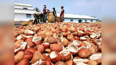 7 லட்சம் வருமானம்.. தேங்காய் பருப்பு விற்பனை ஜோர்!