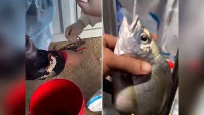 चीन: मछली व केकड़ों का भी किया जा रहा है कोरोना टेस्ट, वीडियो वायरल