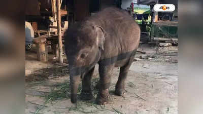 Jalpaiguri News: ফের চা বাগানে হাতির তাণ্ডব, ক্ষতিগ্রস্থ ম্যানেজারের বাংলোও!