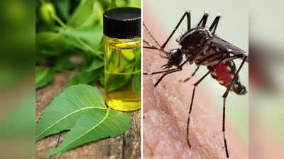 World Mosquito Day: केमिकल वाले उत्पादों को छोड़िए, मच्छरों की 100% छुट्टी कर देंगे ये 6 नैचुरल उपाय