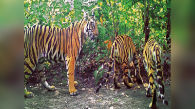 पर्यावरण पर कैसा है हमारा रिपोर्ट कार्ड, जानें मौजूदा कानूनों और संस्थानों में सुधार क्यों है जरूरी