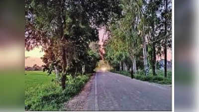 Faridabad News: सड़क के रास्ते से कटेंगे 1650 पेड़, ट्रांसप्लांट का नहीं इंतजाम, बल्लभगढ़-मोहना रोड को फोरलेन करने का काम होगा शुरू