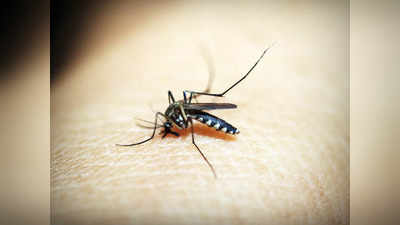 World Mosquito Day : దోమల దినోత్సవం .. కొన్ని నిజాలు