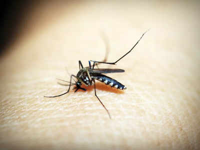 World Mosquito Day : దోమల దినోత్సవం .. కొన్ని నిజాలు