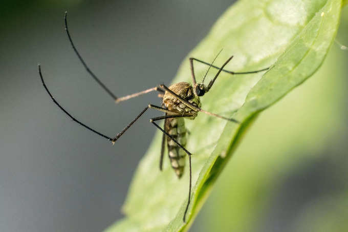 చరిత్ర (World Mosquito Day History)