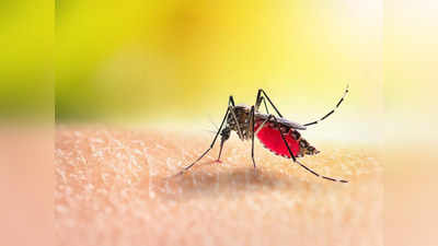 मलेरियावर 5 घरगुती मसाले ठरतील रामबाण उपाय; 10 लक्षणे दिसल्यास एवढ्या प्रमाणात सुरू करा सेवन