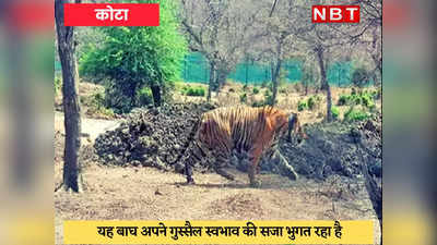 Kota News : रणथम्भौर के गुस्सैल बाघ को मुकंदरा के दरा में शिफ्ट करने का प्लान