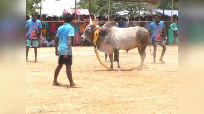 கீழக்கரை வடமாடு மஞ்சுவிரட்டு போட்டி: சீறிப்பாய்ந்து காளைகள்.. அடக்கிய முரட்டு காளைகள்..