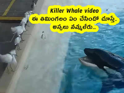 Killer Whale video : ఈ తిమింగలం ఏం చేసిందో చూస్తే.. అస్సలు నమ్మలేరు...
