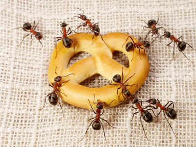 How to get rid of ants: ఈ టిప్స్‌ ఫాలో అయితే.. చీమల బాధ వదులుతుంది..!