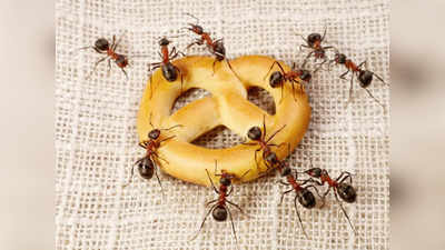 How to get rid of ants: ఈ టిప్స్‌ ఫాలో అయితే.. చీమల బాధ వదులుతుంది..!