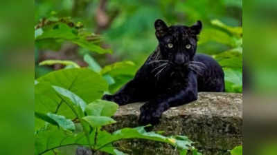 Black Panther: सिवनी के जंगलों में दिखा मोगली का दोस्त बघीरा, पर्यटकों को देखते ही पेड़ पर बैठा
