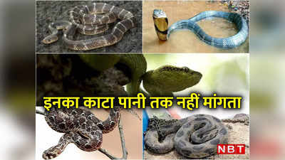 World Snake Day: करैत के जहर की काट नहीं, ये 5 सांप अगर डस लें तो पानी तक नहीं मांगता इंसान
