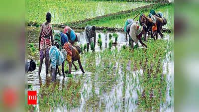 Rice Price: महंगे चावल से अगले साल भी मुक्ति नहीं मिलेगी, जानिए क्या है कारण