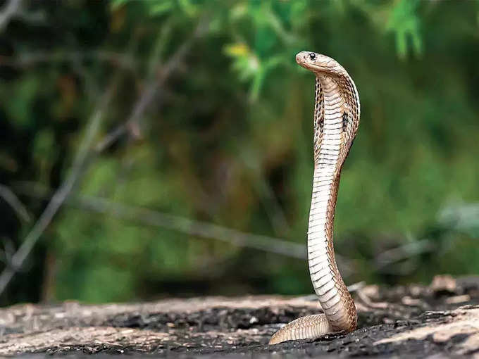 इंडियन कोबरा: नाग डसे तो दो घंटे में मौत