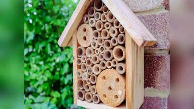 Hotels for woo bees: ताक‍ि मनुष्‍यों के बीच सुरक्षित रहें मधुमक्खियां, बेंगलुरु में वैज्ञानिक ने बनाए खास होटल