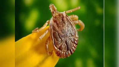Viral Fever Scrub Typhus: বাড়ছে স্ক্রাব টাইফাসের আতঙ্ক, কোলাঘাটে আক্রান্ত হয়ে হাসপাতালে ভর্তি একাধিক শিশু