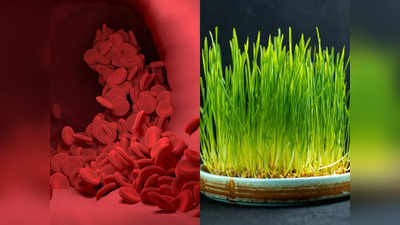 Wheatgrass Benefits: લોહીમાં ભળતાં ખરાબ કોલેસ્ટ્રોલને દૂર કરી હૃદયરોગ સહિત 5 જીવલેણ બીમારીઓ સામે રક્ષણ આપશે જવારા