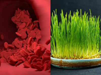 Wheatgrass Benefits: લોહીમાં ભળતાં ખરાબ કોલેસ્ટ્રોલને દૂર કરી હૃદયરોગ સહિત 5 જીવલેણ બીમારીઓ સામે રક્ષણ આપશે જવારા 