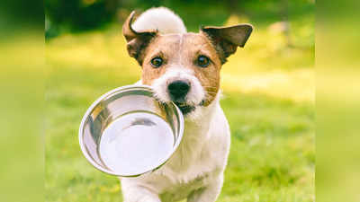 कुत्तों के ओवरऑल हेल्थ को बनाए रखने के लिए सही रहेंगे ये Dog Food, अडल्ट और पप्पी सभी के लिए हैं बेस्ट