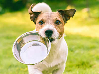 कुत्तों के ओवरऑल हेल्थ को बनाए रखने के लिए सही रहेंगे ये Dog Food, अडल्ट और पप्पी सभी के लिए हैं बेस्ट
