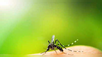 Mosquito bite remedy: കൊതുകുകടിച്ചാല്‍ ചൊറിച്ചില്‍ മാറ്റുവാന്‍ എളുപ്പവഴി