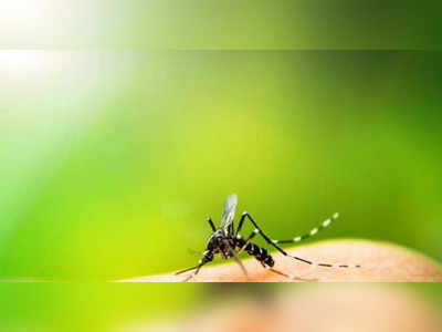 Mosquito bite remedy: കൊതുകുകടിച്ചാല്‍ ചൊറിച്ചില്‍ മാറ്റുവാന്‍ എളുപ്പവഴി