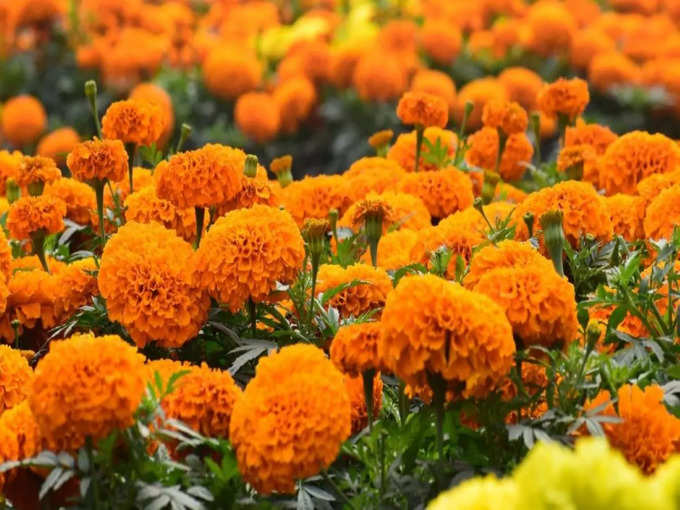 MARIGOLD